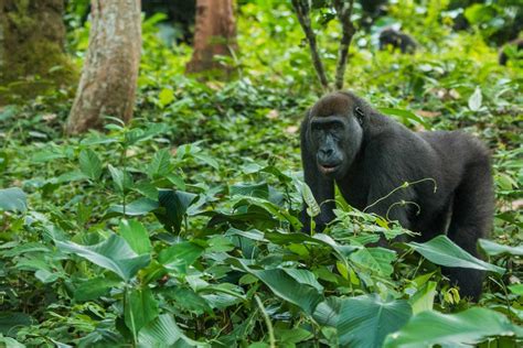 The Wonderful Wildlife of My Congo - Reef and Rainforest Tours