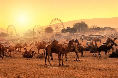 Pushkar Mela 2019-20 : 6 Things you Definitely Can't Afford To Miss