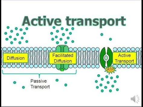 Biology for Kids: The Movement of Substances in and out of Cells | Biology for kids, Active ...