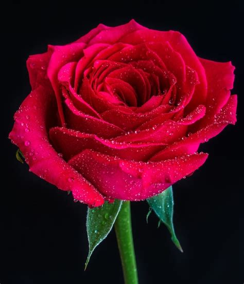 Red Rose Information In English For Project - Infoupdate.org