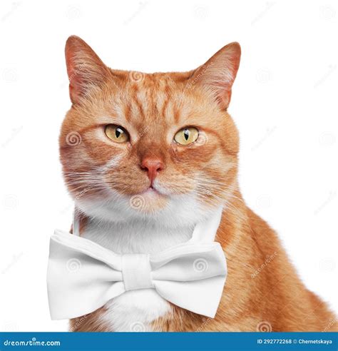 Cute Cat with Bow Tie Isolated on White Stock Photo - Image of funny ...