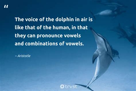 40 Dolphin Quotes Celebrating The Beaming Mammals