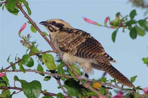 Eastern Koel or Common Koel (Eudynamys orientalis) Juvenile ...