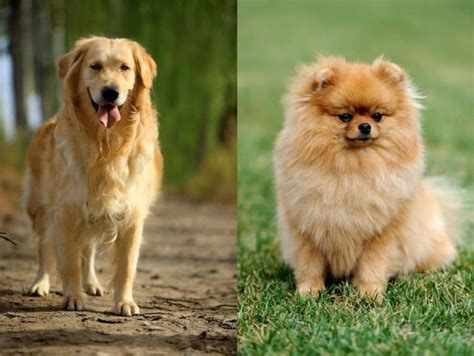 Pomeranian Golden Retriever Mix-Everything You Need to Know