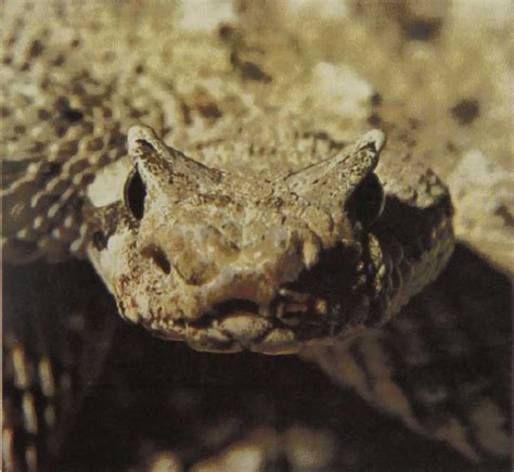 Reptiles of the World: Sidewinder Rattlesnake - Gans Collections and ...