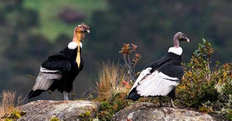 Andean condor facts│Where to see Andean Condors in Peru?