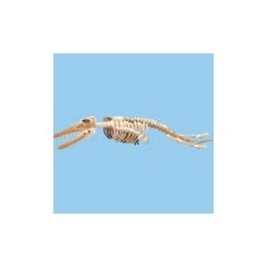 Fish World Photo Gallery | Extinct | Dorudon Skeleton