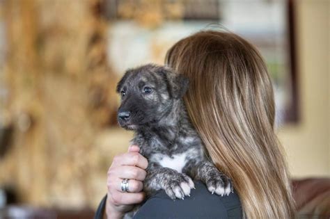 IRISH WOLFHOUND PUPPIES — WESTOVER WOLFHOUNDS