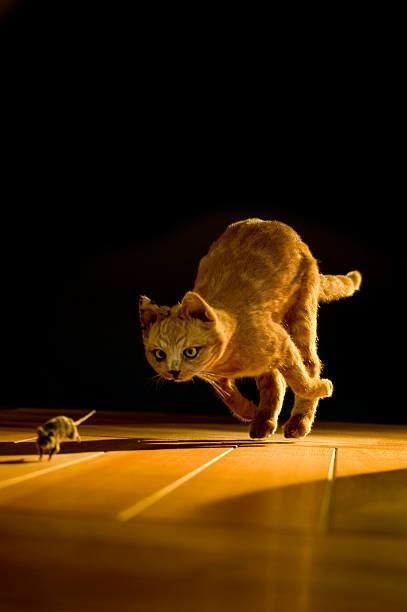 Cat Chasing Mouse Stock Photos, Pictures & Royalty-Free Images - iStock