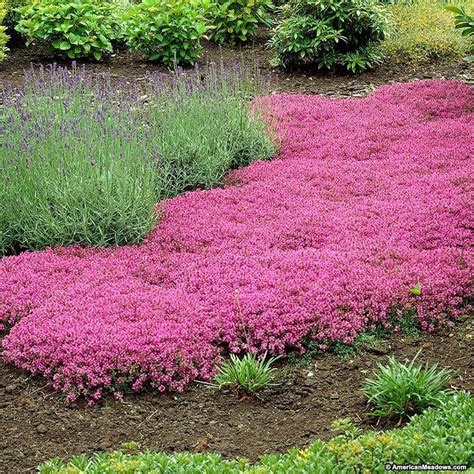 Red creeping thyme lawn - solkesil