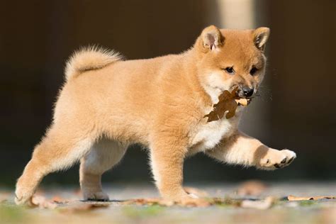 My Very First Shiba Inu Puppy - My First Shiba Inu