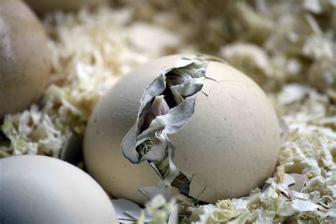 8 Tips for Hatching Chicks Naturally