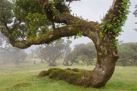 Fanal Forest - Laurel forest in Madeira