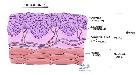 Oral Cavity Histology