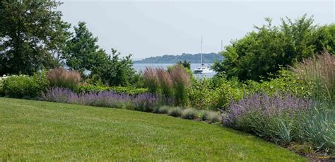 Ornamental Grasses | Ornamental grasses, Grass, Garden borders