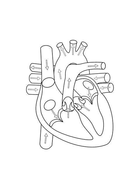 Human Heart Line Drawing at GetDrawings | Free download