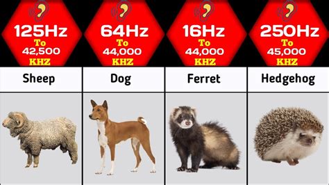 Comparison : Animal hearing range | Frequency hearing range of animals ...