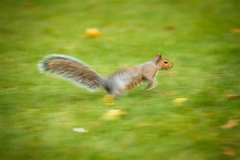 Grey squirrel running stock photo. Image of animals, outdoors - 36704108