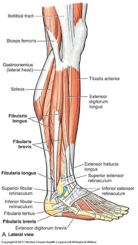 lateral leg muscles | Flashcards - ANATOMY 11 - LEG/ANKLE JOINT - FEATURES TO NOTE ON TIBIA ...