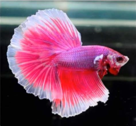 Betta Fish Facts and Different Types of Betta Fish | Aqua Movement