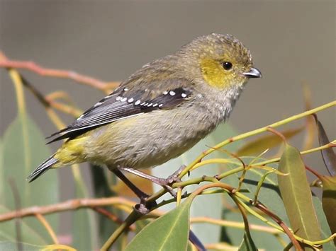 Forty-spotted Pardalote - eBird