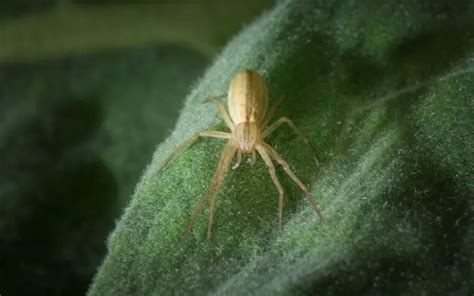 Venomous spiders in Ohio - The Spider Blog