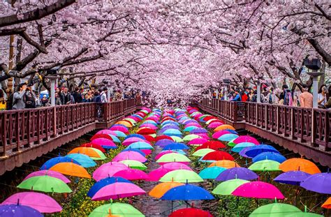 Les cerisiers du Japon sont en fleurs | Cherry blossom, Blossom trees, Kyoto japan cherry blossom