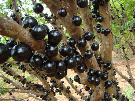 Discovering the Unique, Fruit-Bearing Jabuticaba Tree - Owlcation