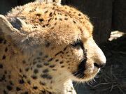 Category:Acinonyx jubatus jubatus in zoos - Wikimedia Commons