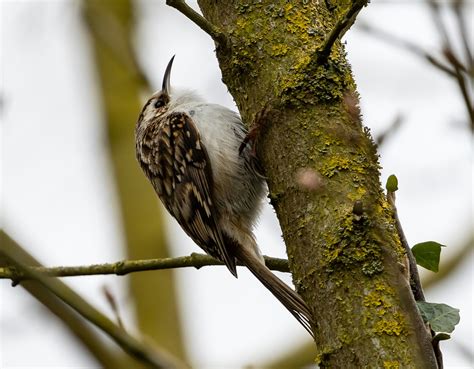 Treecreeper Bird Tree - Free photo on Pixabay - Pixabay