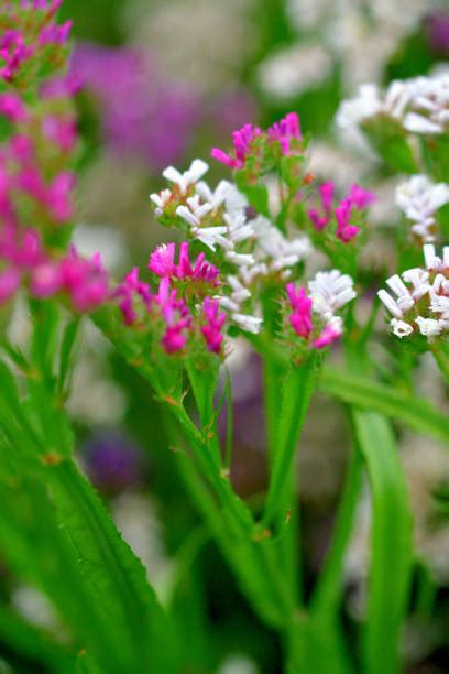 450+ Funnel Shaped Flowers Stock Photos, Pictures & Royalty-Free Images - iStock