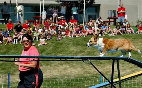 Corgi agility | Agility training for dogs, Corgi, Dog agility