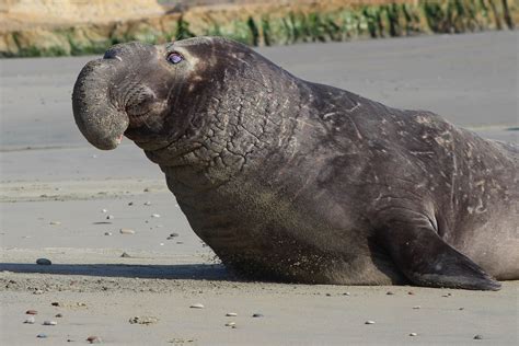 Male Elephant Seal at Point Reyes California#WILDLIFE #PHOTOGRAPHY #COLORS OF NATURE #ADORABLE # ...