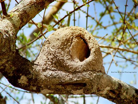 Rufous Hornero Nest | View Large The nests consist of two ch… | Flickr