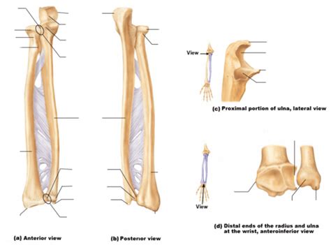 Styloid Process Of Ulna