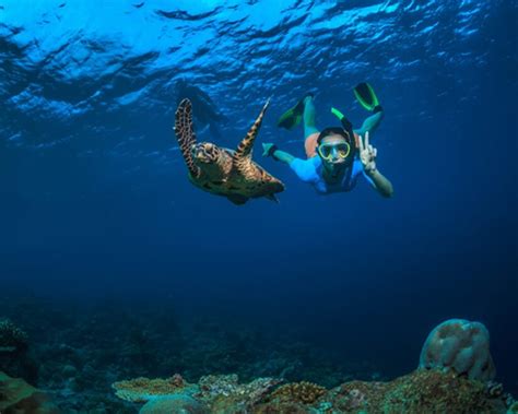 Snorkeling in Seychelles | Spectacular Marine Life, Clear Waters