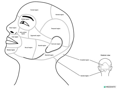 Temporal region – Meddists