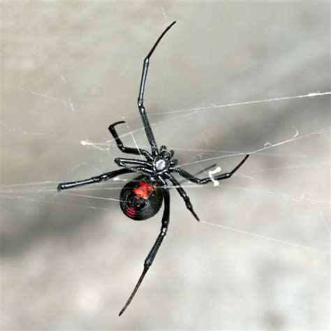 Black Widow Spider