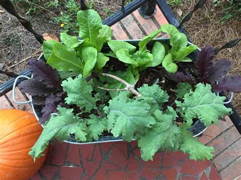 Planting a Container Salad Garden - The Kitchen Garten