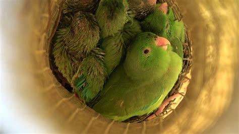 Babbling discovered in wild baby parrots - YouTube