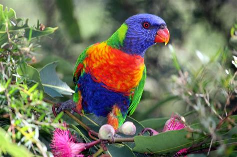 Rainbow Lorikeet Wallpapers - Wallpaper Cave