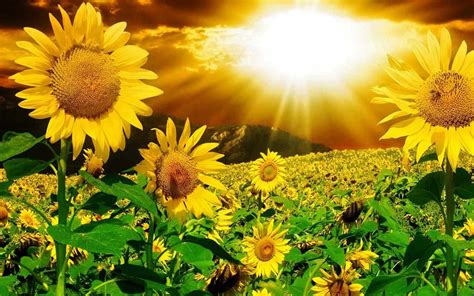 3d Sunflower Wallpapers For Desktop - Wallpaper Cave