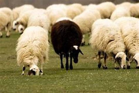 Black Sheep in the Family | HubPages