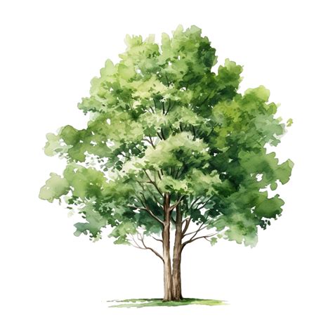 Watercolor Tree Watercolor Nature, Watercolor Tree, Watercolor, Watercolor Nature PNG ...