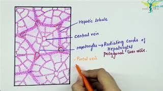 Histology of Liver | Doovi