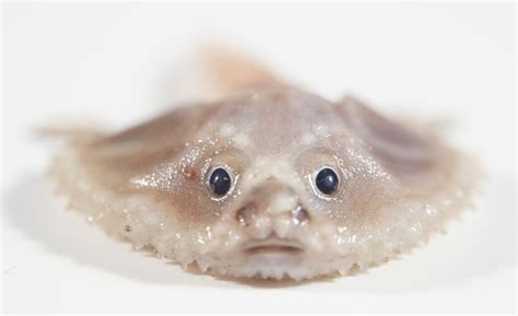 Photos of Newly Discovered Deep-Sea Creatures Living in the Remote Ocean | PetaPixel