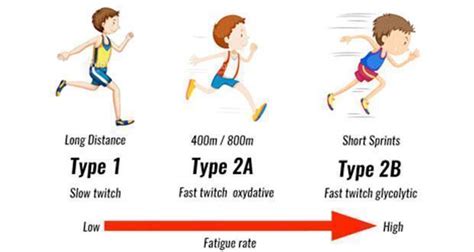 Fast-twitch vs. slow-twitch muscles: How to train both for speed and ...