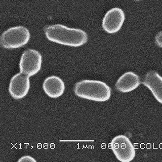 (PDF) A strain of Chryseobacterium sp. isolated from necrotic leaf tissue of chayote (Sechium ...