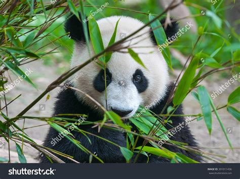 Cute Panda Bear Eating Bamboo Stock Photo 391011436 - Shutterstock