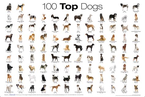 Top 100 Dog Breed Poster